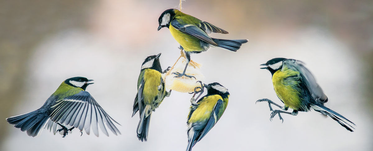 great-tits-suet.jpg