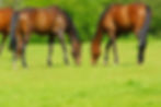 pony paddock.jpg
