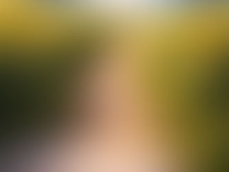 向日葵のプロムナード