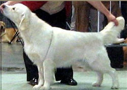 white-golden-retrievers-near-ny