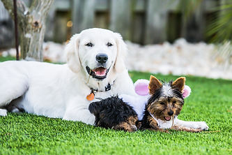 Two dogs taking a break from playing