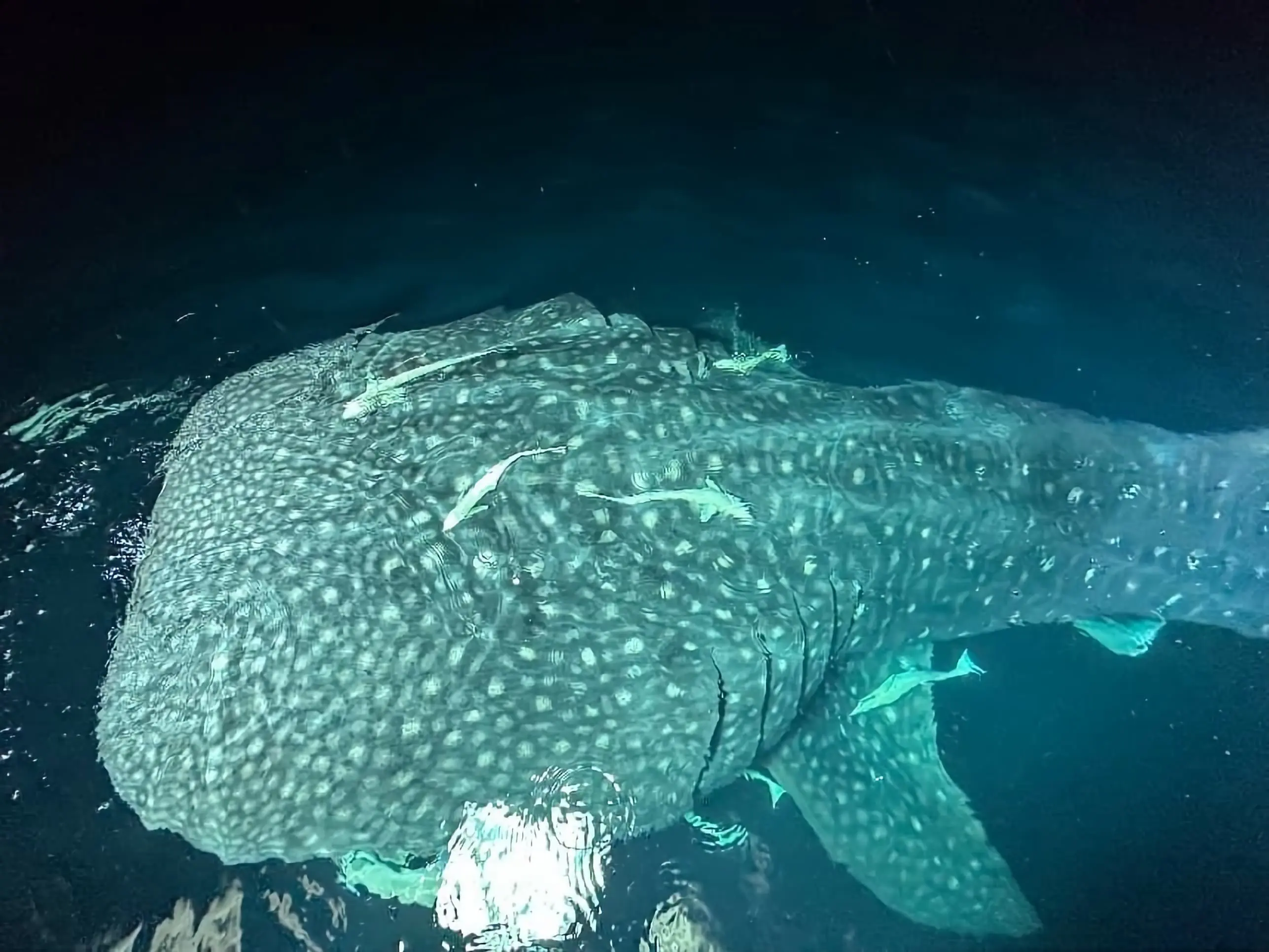 Maldives Whale Shark