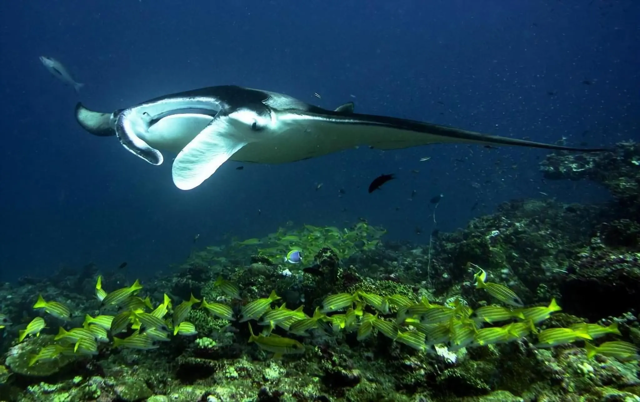 Maldives Manta Ray
