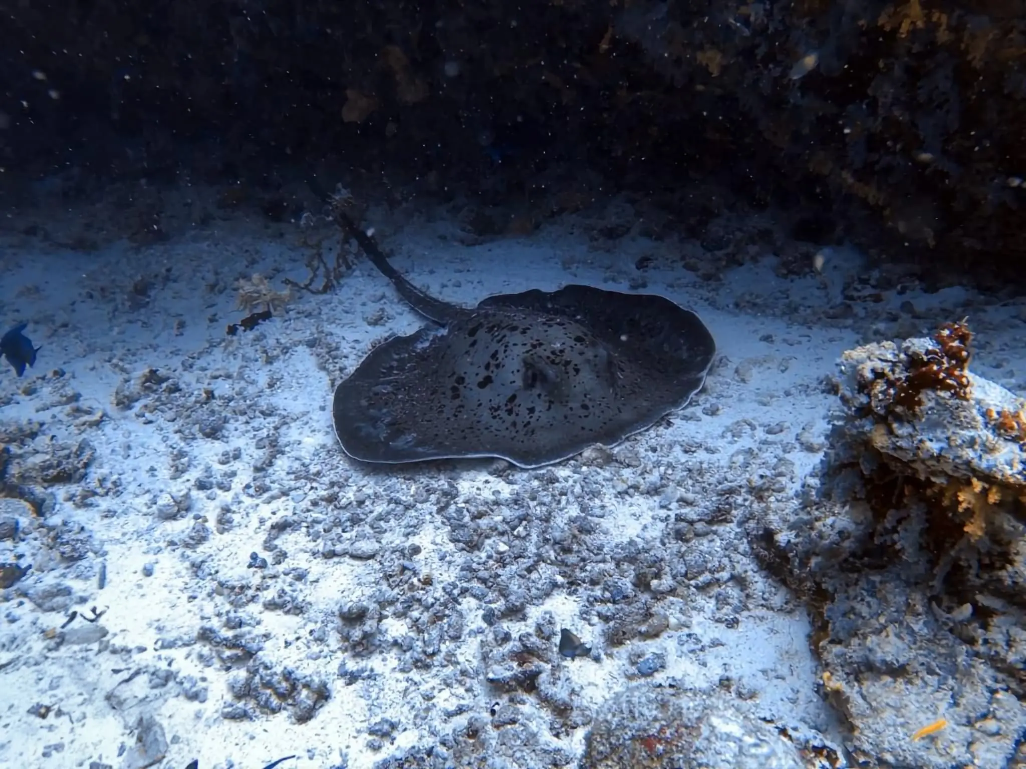 Maldives Ray