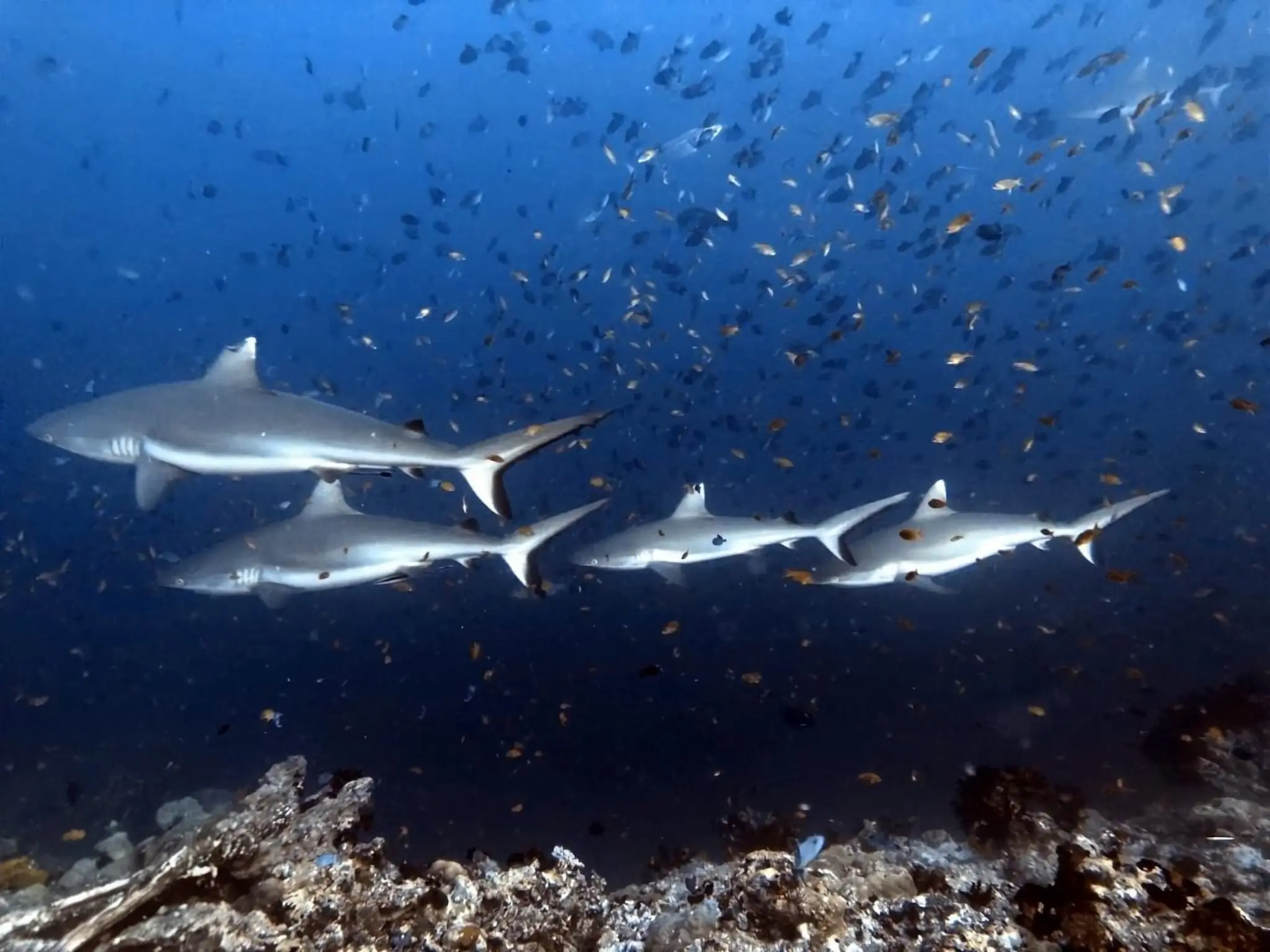 Maldives Sharks