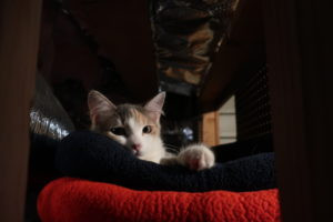Cat condo