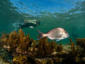 A young person snorkelling in clear water with a large fish in the foreground