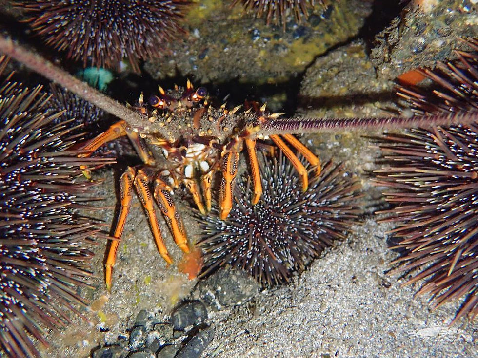A Call for Action: Protecting Our Crayfish to Save Our Reefs
