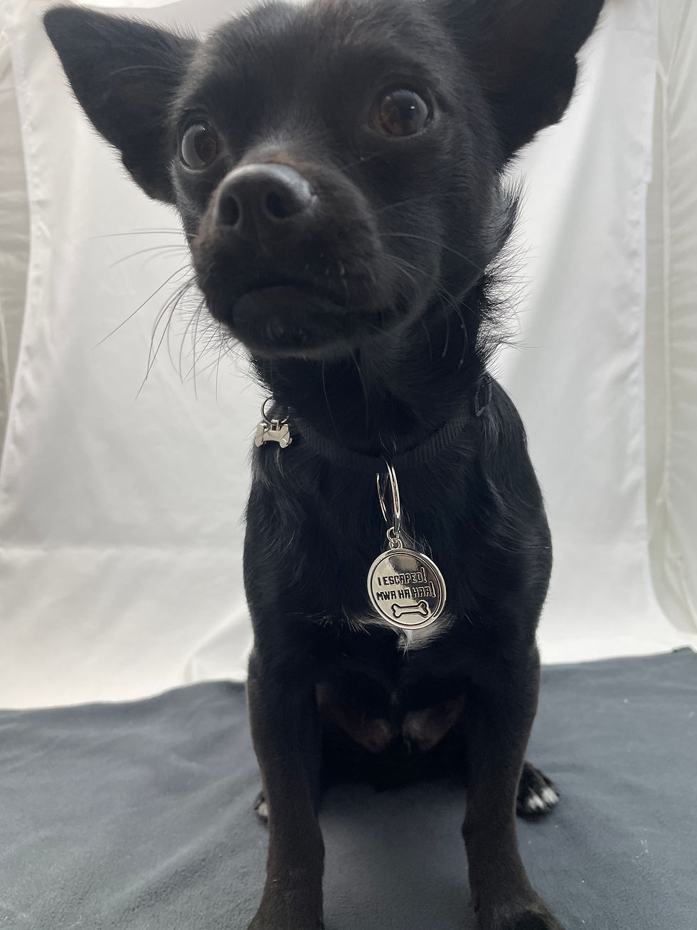 Thumbnail: Funny Pet Tag with Small Personalised Gift Bag | 6 Designs