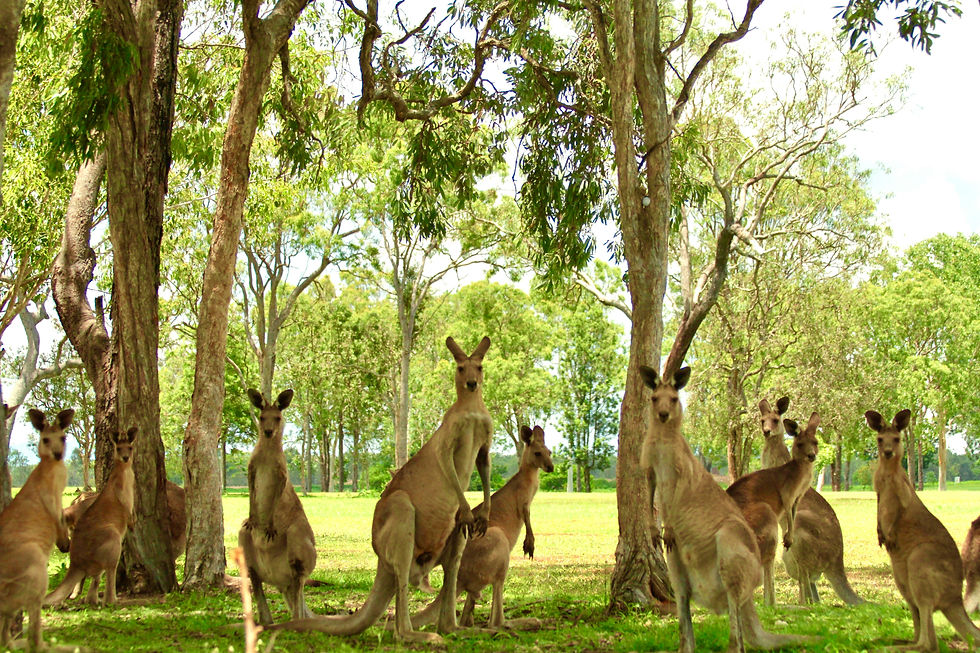 Kangaroos by James Wainscoat on Unsplash