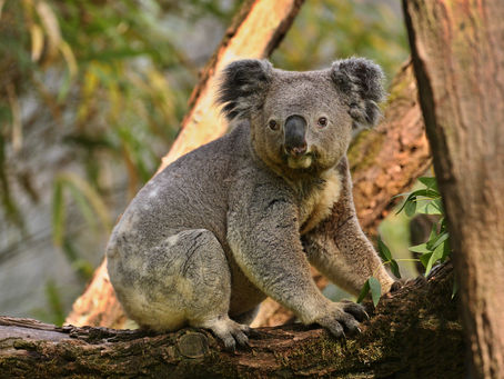 The Adorable World of Koalas: Five Surprising Facts You Need to Know
