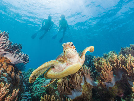 Great Barrier Reef: A World of Colour Beneath the Waves