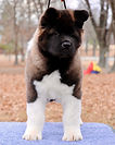 Oklahoma Akita Breeder, Epic's Invictus