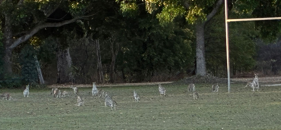 Kangaroos on the playing field in Chillagoe