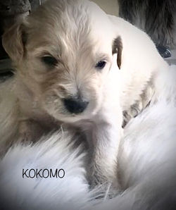 Kokomo