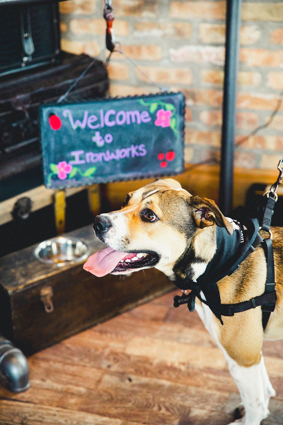 Ironworks Hotel dog friendly