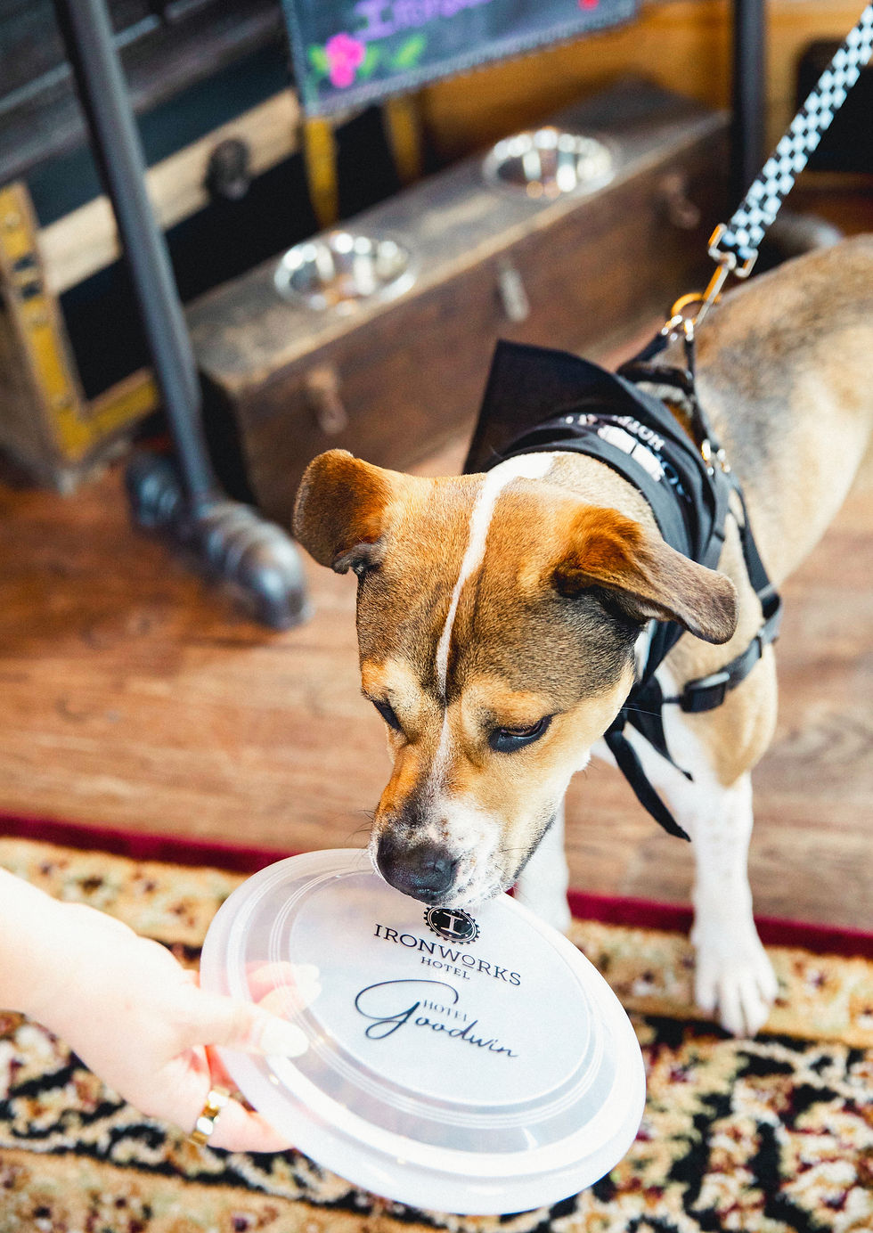 Ironworks Hotel dog friendly