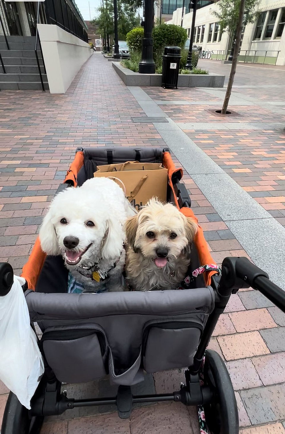 Dogs exploring Bottleworks District and surrounding neighborhoods