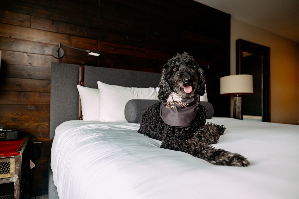 black doodle sitting on hotel bed