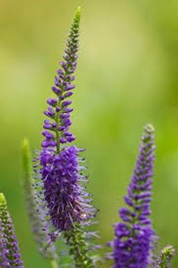 WMR Flower Pic.jpg