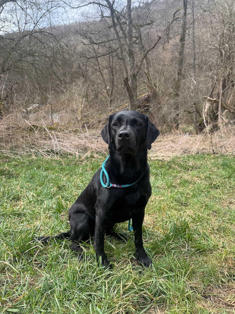 Finny beim Tanz auf dem Vulkan in der Eifel