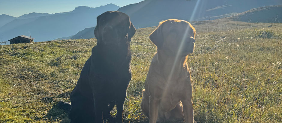 Training in den Fideriser Heubergen und Läufigkeit von Carly