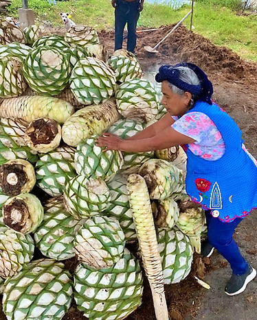Master Distiller Berta Vasquez Making Agave Oven