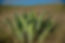 agave.jpg