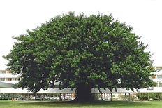 árvore verde