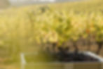 HarvestSeason_LHU_DebbieWakemPhotography-6462