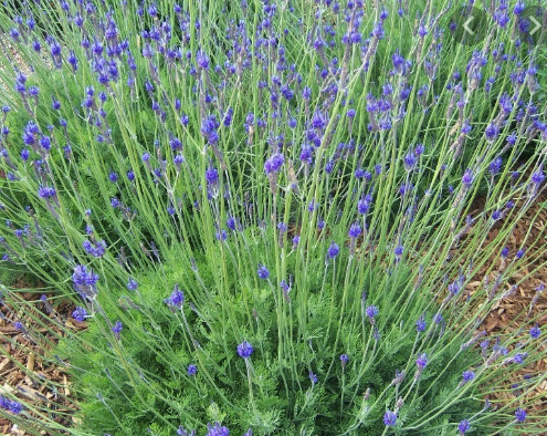 Fern Leaf Lavender Plant | lalahotyoga