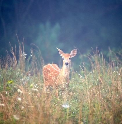 baby deer