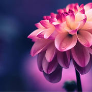 bloom from within, flower