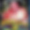 Thumbnail: WCW / NWA Starrcade 84 The Million Dollar Challenge DVD BD