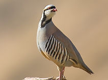 chukar, steadfast, farms, game birds