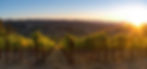 Hess-Persson-Vineyard-1880x880-1.jpg