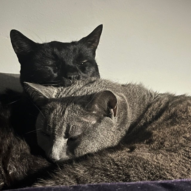 Finally feeling true safety and comfort, and that is definitely reflected in how relaxed Bubbles and Jasper are.