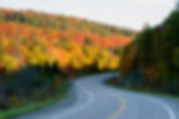 canada animals, moose spotting, moose viewing, moose watching, algonquin tourism, toronto tourism, ontario tourism, muskoka tourism, tours from toronto, tours in ontario, things to do, spring tours