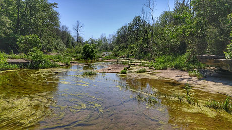 river surrounded by the forrest