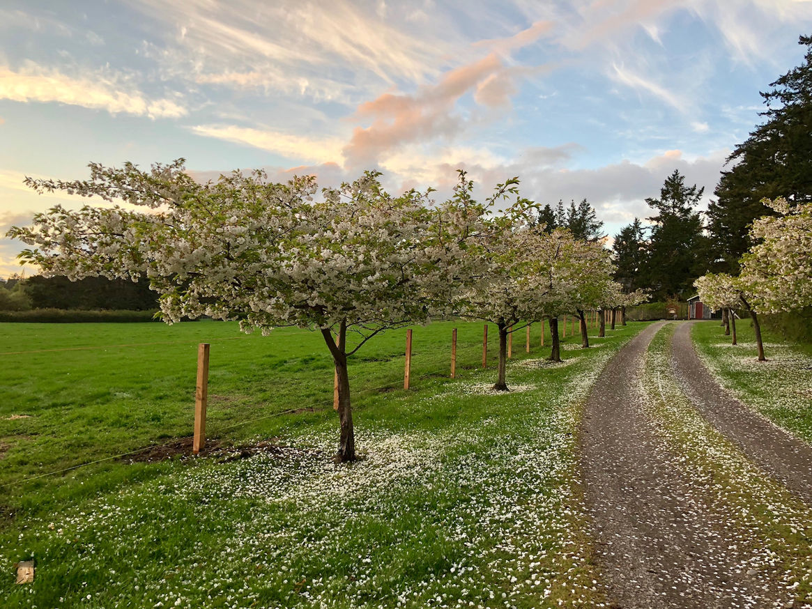 Fuji Apple Trees in Blossom on Driveway at Wild Rose Sheep Farm