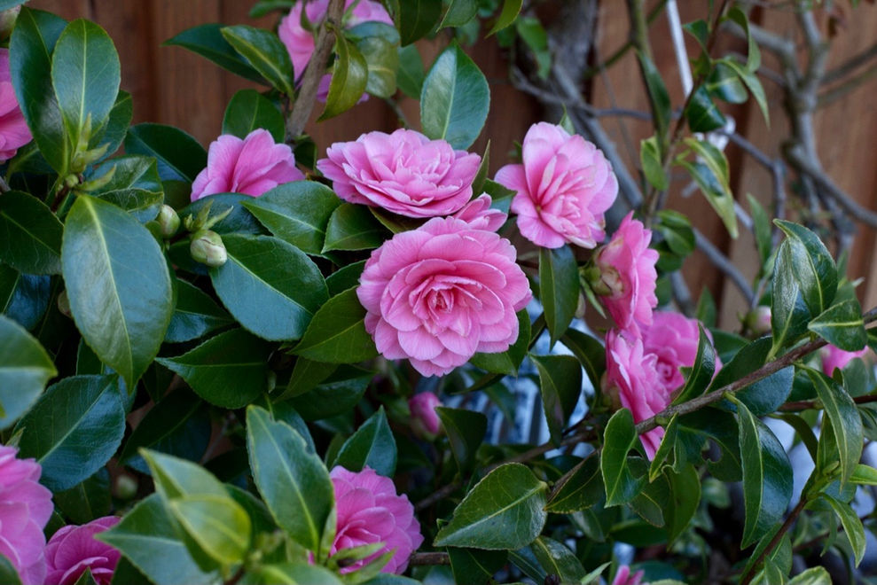 Winter Blooming Camillia