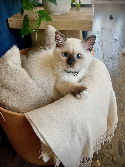 A portrait of a kitten named Rocco with striking blue eyes, sitting comfortably inside a leather basket lined with a soft cream-colored fringed blanket