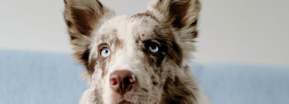 Derrick Higgins. Beach Dawg Care.