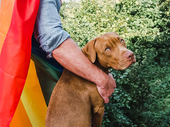 Charming, sweet puppy of chocolate color. Closeup, outdoors. Day light. Concept of care, e