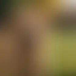 How to Train Your Dog to Stay Close and Stop Running Out of the Gate: A Guide for Pet Owners