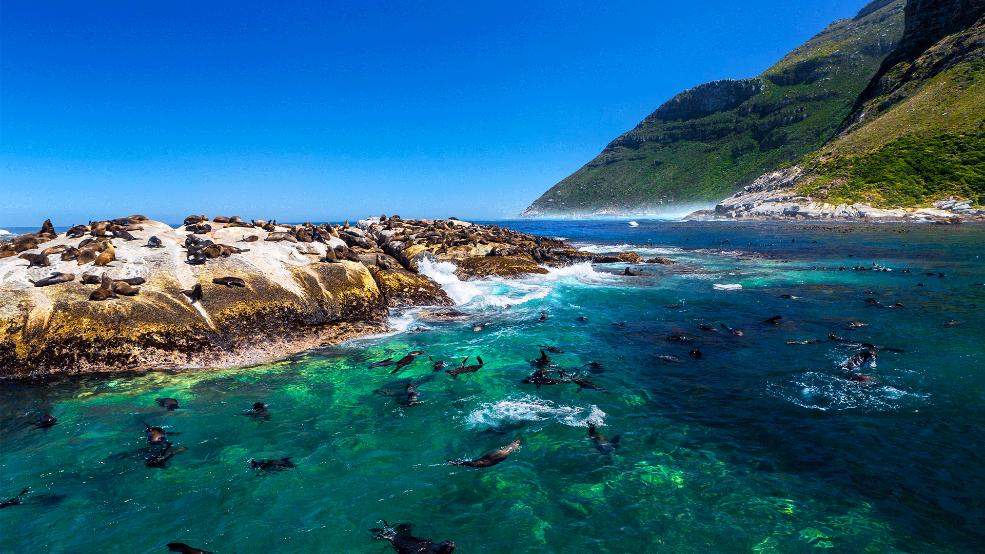 Seal Island at South Africa