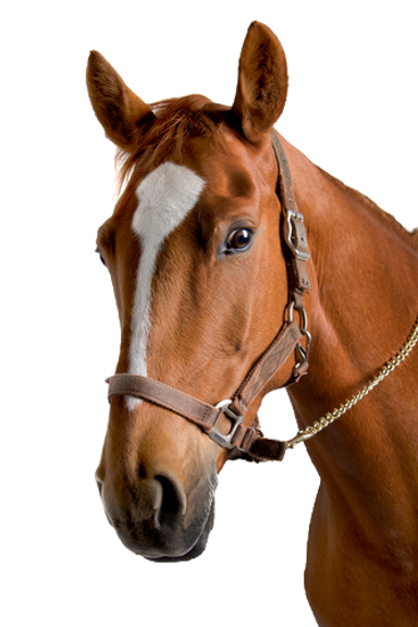 shutterstock_61430473-thumb_edited.png