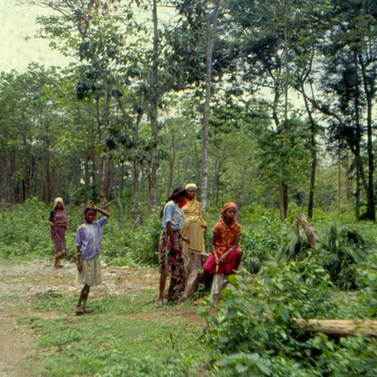 Historical Justice or Ecological Threat?: A Critical Analysis of India’s Forest Rights Act