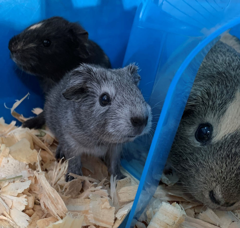 Guinea Pig Population Explosion