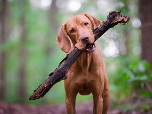 New Research on Gut Health and Dog Seizures: Understanding the Gut–Brain Connection in Dogs with Canine Epilepsy